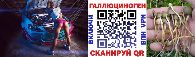 где купить наркоту  Сергач  Галлюциногенные грибы Psilocybe 